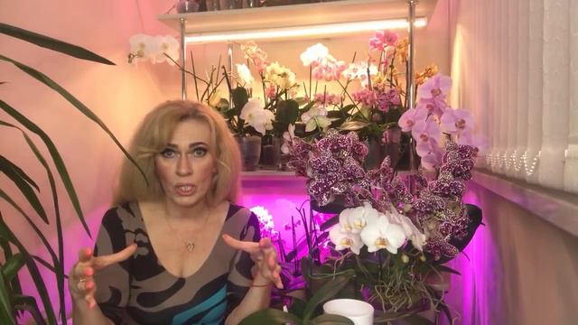 Пятничный стрим! Любимые орхидеи! Ответы на интересующие вас вопросы. смотреть онлайн