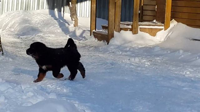 Tibetan Mastiff, 2016 смотреть онлайн