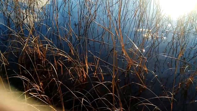 VID 20211114 145650 В минуты музыки печальной...( Н. Рубцов)... Павел Васильев Лахтинский смотреть онлайн