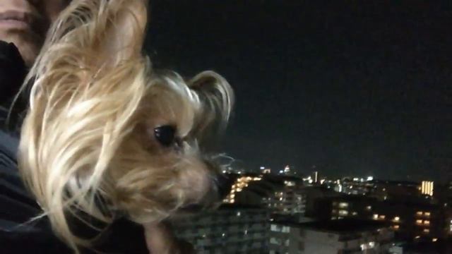 街の灯り смотреть онлайн