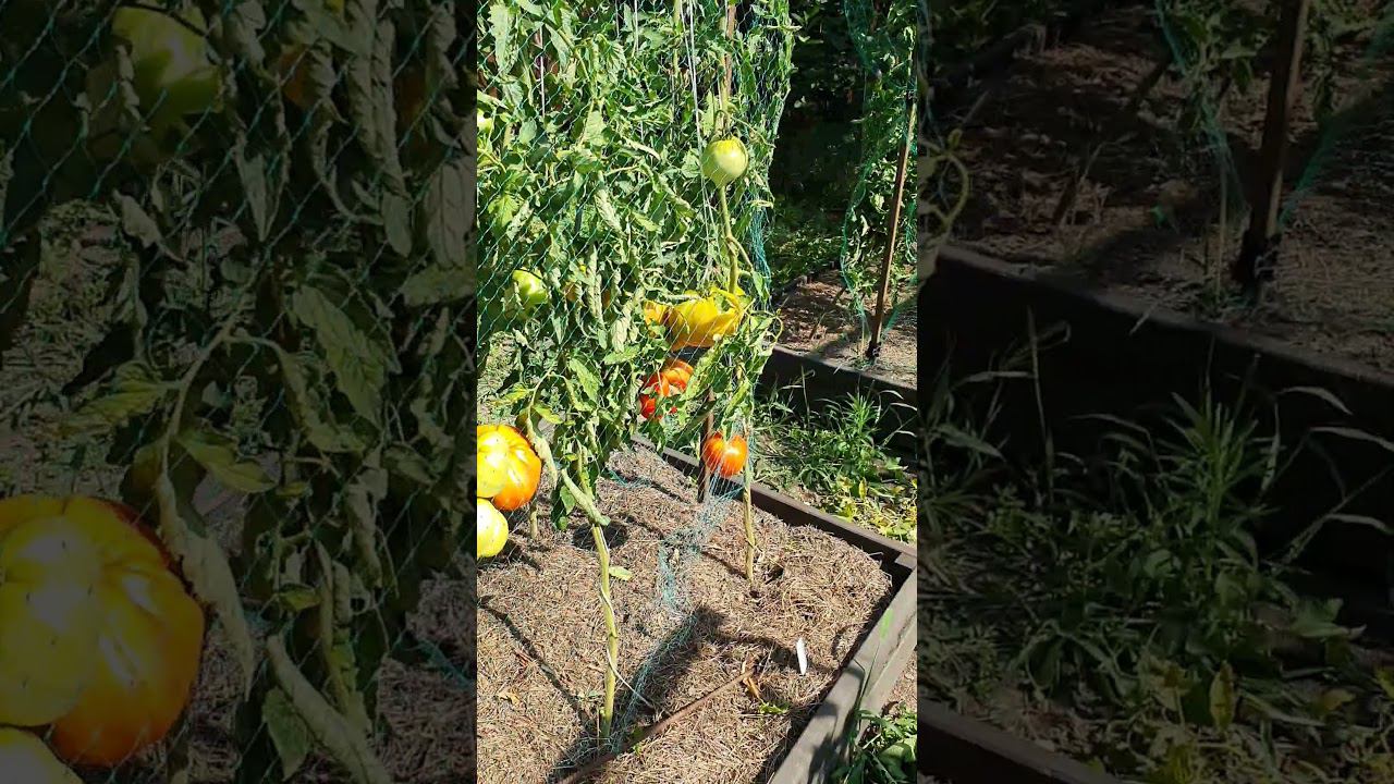 Срочно обрезаю листву на томатах. смотреть онлайн