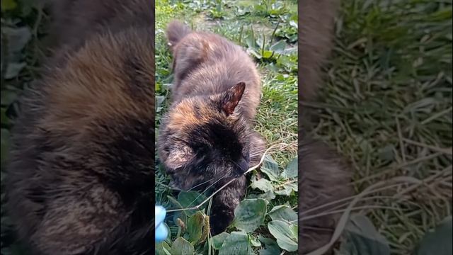 Эти забавные животные 🐱🐶Дела житейские в глухой деревне