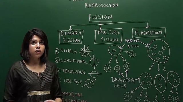 12B01 - Reproduction in Organisms - Asexual Reproduction | Binary fission ,Multiple fission | Spore смотреть онлайн