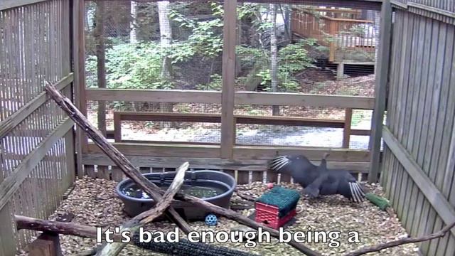 Wildlife Center Of Virginia-Buttercup Cam 6-28-14