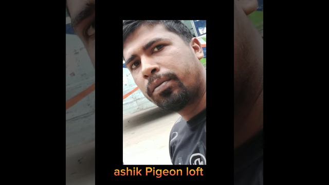 ashik Pigeon loft смотреть онлайн