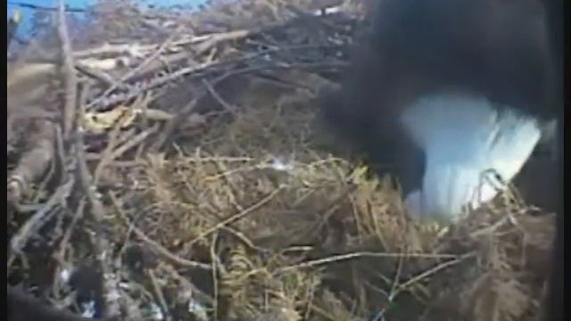 Hornby Island Eagles Have Two Eggs in the Nest смотреть онлайн
