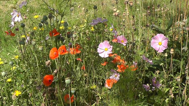 Gorse Hill City Farm - Last days of an allotment смотреть онлайн
