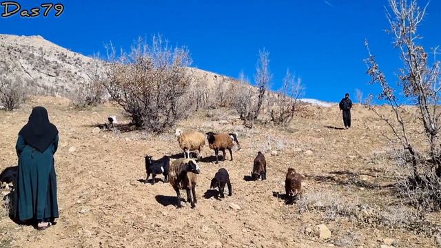Heartwarming Journey: A Thirst Quenched, Firewood Gathered, and Sheep Delight! смотреть онлайн