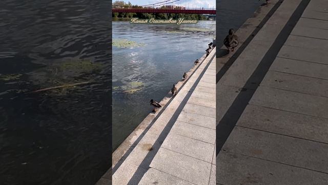 Утки смотреть онлайн