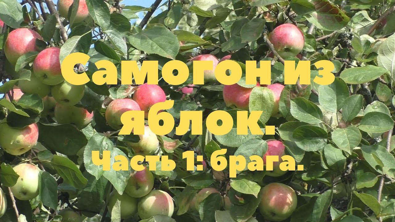 Часть 1 Яблочная брага