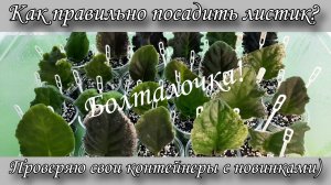 Проверяю контейнеры с новинками, листики укоренённые в грунте)  Болталочка!