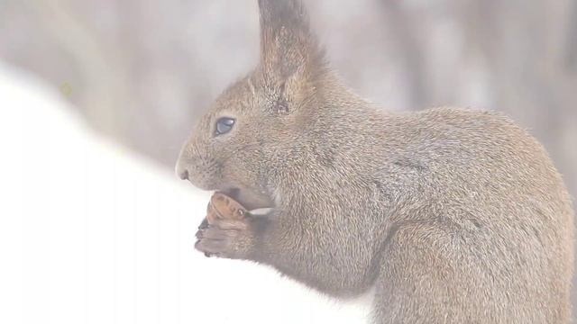 देखिए गिलहरी सेक्स कैसे करते हैं mating of squirrel 🐿️ ! fact about squirrel смотреть онлайн