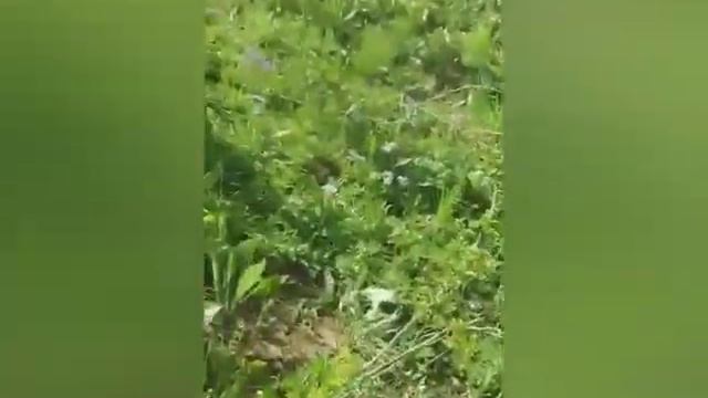 Кабк Бозони Оби Мехнат то охира тамошо кунед 🕊️ Лайк ва подписаться фаромушт накунед 🕊️ смотреть онлайн