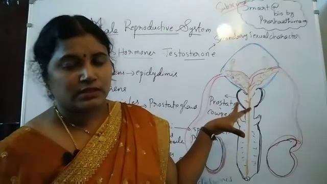 Class 10th Biology:Reproduction#Male reproductive system and structure of sperm cell🤩🥳 смотреть онлайн