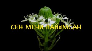Бурлият Ибрагимова 💫💫💫