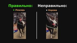 (Ru) Нейронная сеть YOLO распознаёт объекты в движении 👀