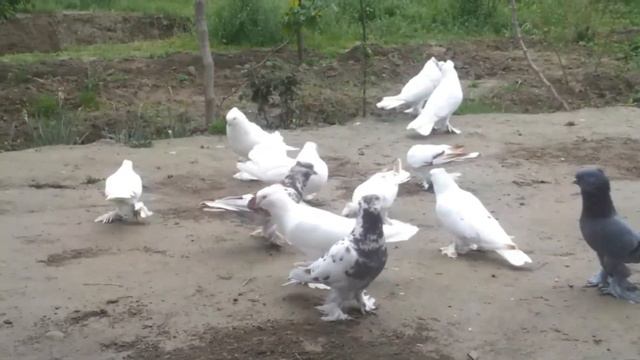 АСАКА ХОНОДОНДАН  КАБУТАРЛАР  ТОМОША #ахмаджон #kabutar #голуби#pigeon  #kabootar