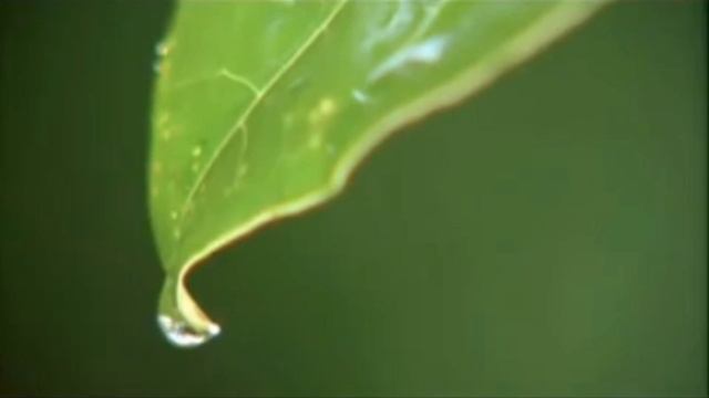 Ом Гам Ганапатайе Намаха. Мантра Ганеши