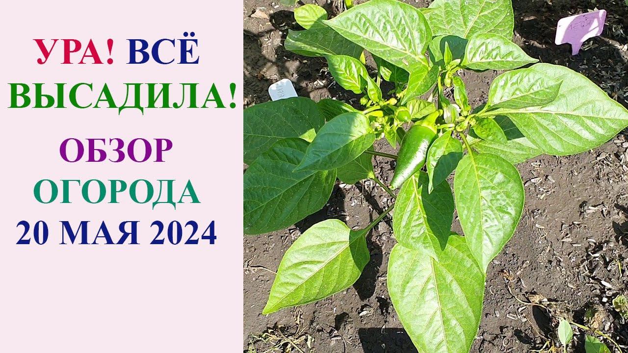НАКОНЕЦ-ТО ВСЁ ВЫСАДИЛА! ОБЗОР ОГОРОДА 20 МАЯ 2024 ГОДА. смотреть онлайн