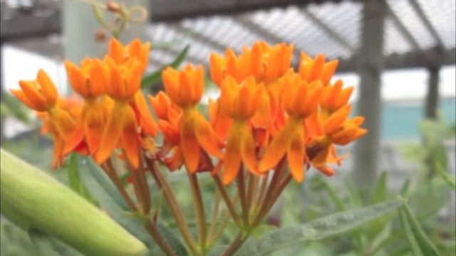 Plants for Pollinators: Milkweed смотреть онлайн