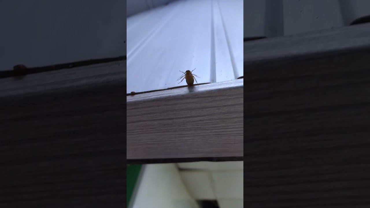 Таракан застрял!