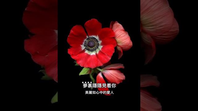 一個人 live by 譚日康Coby Tom Conrad (原唱：林子祥）粵語歌詞 смотреть онлайн