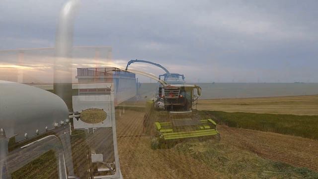 Recogiendo Trigo Texas USA Raising Wheat смотреть онлайн