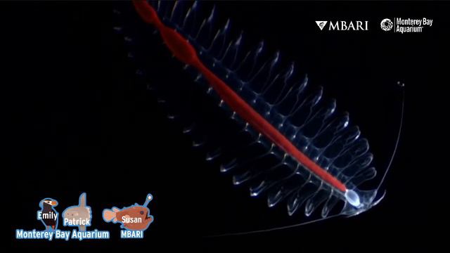 Mysteries of the Deep with Susan Von Thun — Deep-Sea Camouflage! | Monterey Bay Aquarium Live! смотреть онлайн