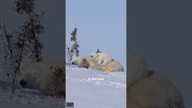 Почему бурые медведи впадают в спячку а белые нет?