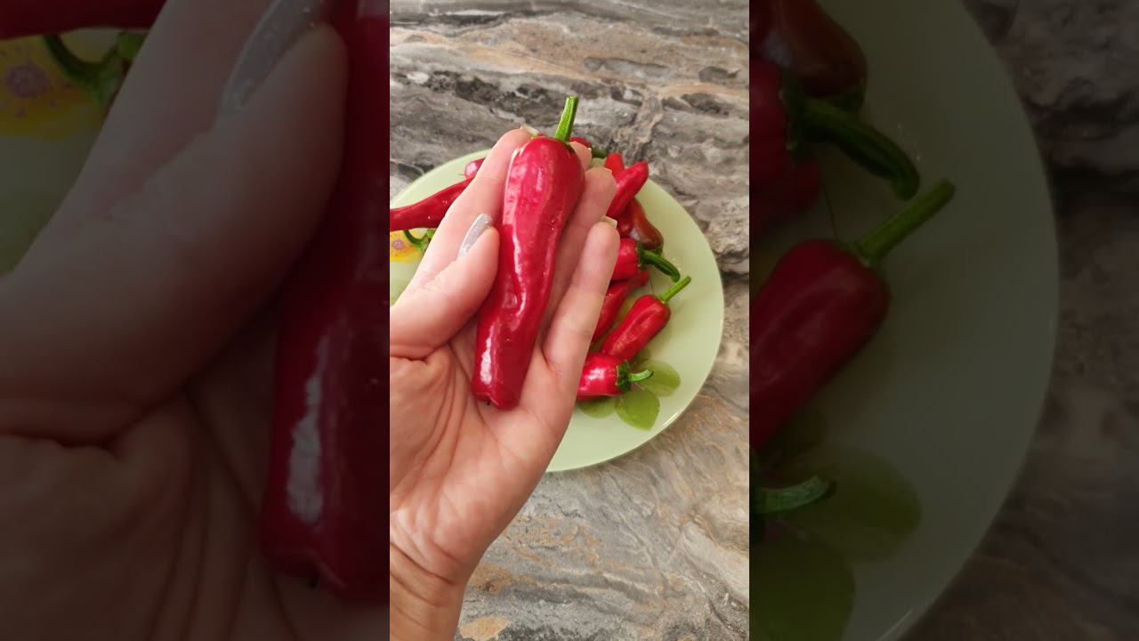 Слабоострый перец Пеперончини. Вкусный и урожайный. смотреть онлайн