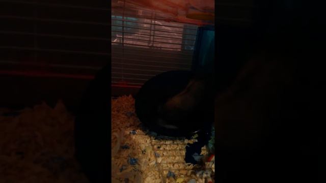 My Hamster DAISY смотреть онлайн