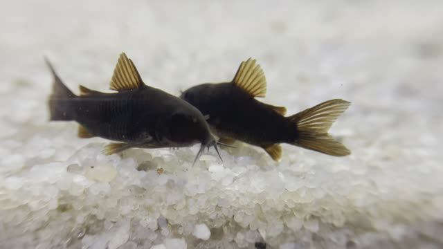 Рыбки в аквариуме смотреть онлайн