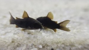 Рыбки в аквариуме