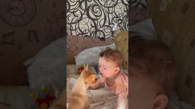 Дети есть дети #собака #юмор #chihuahua #dog #cобаки смотреть онлайн