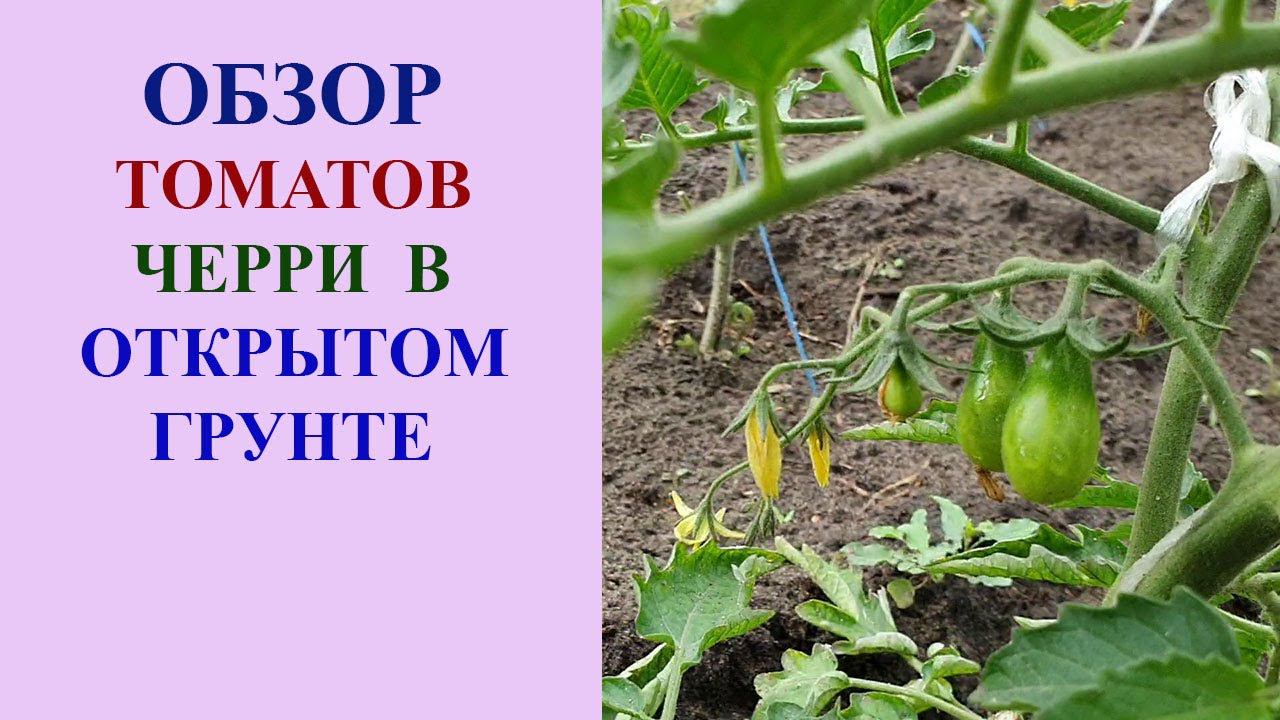 ГРЯДКА С ТОМАТАМИ ЧЕРРИ НА 2 ИЮНЯ. смотреть онлайн