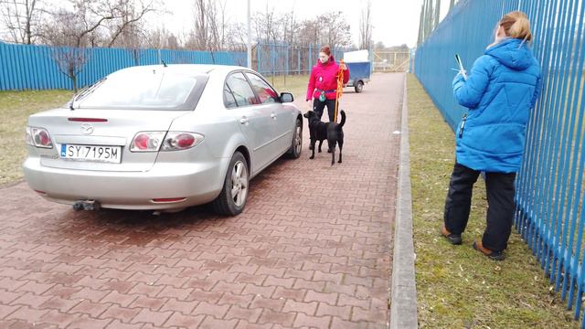 Nosework, Pojazdy, klasa 2, Chorzów 05 03 2022, Agnieszka i Blacky смотреть онлайн