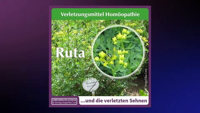 Komplett: Ruta graveolens und die verletzten Sehnen смотреть онлайн