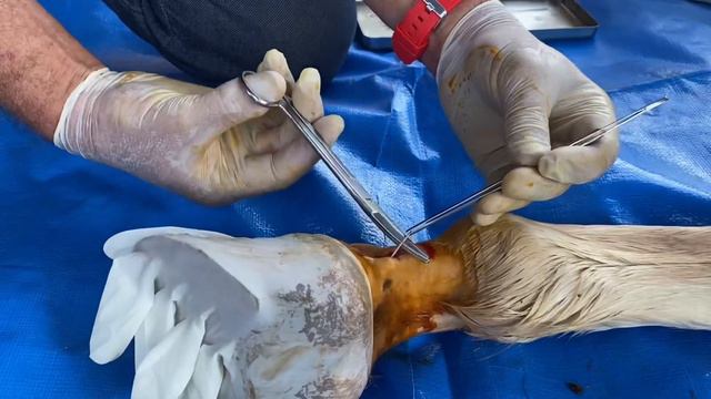 Neurectomia Digital Palmar em Equinos | Dr André Simon смотреть онлайн
