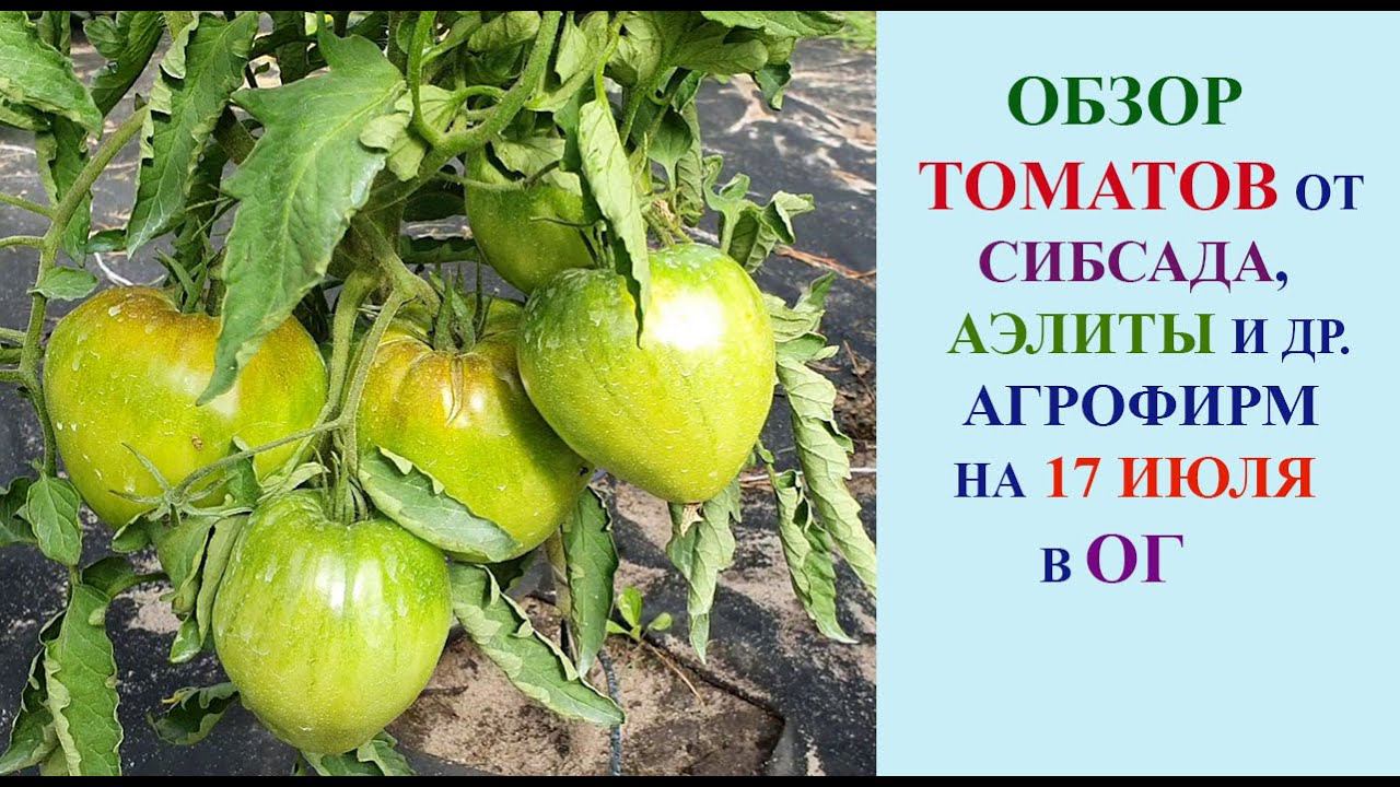 ОБЗОР ТОМАТОВ ОТ СИБИРСКОГО САДА, АЭЛИТЫ И ДРУГИХ АГРОФИРМ В ОТКРЫТОМ ГРУНТЕ НА 17 ИЮЛЯ. смотреть онлайн