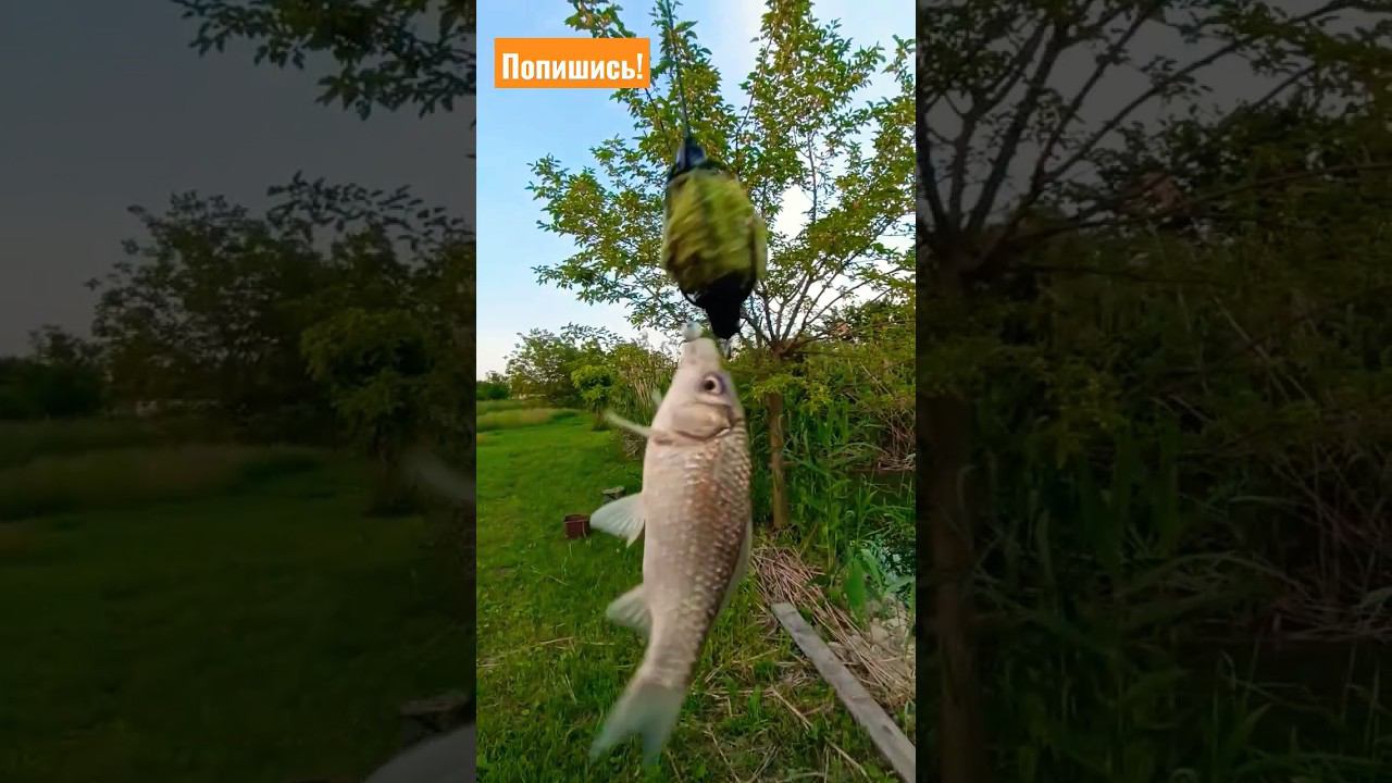 РЫБАЧИМ НА РЕКЕ ПАНУРА В ХУТОРЕ ОКТЯБРЬСКОМ #рыбалка #карась #рыба #спортивнаярыбалка смотреть онлайн