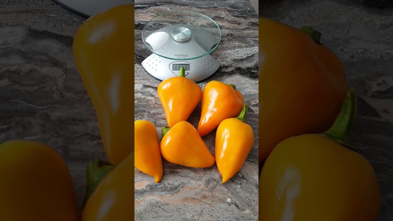 Леся жёлтая. Семена будут! смотреть онлайн