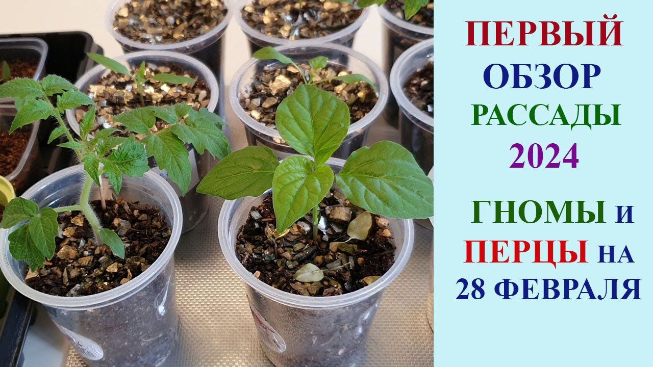 ПЕРВЫЙ ОБЗОР РАССАДЫ 2024. ГНОМЫ И ПЕРЦЫ ДЛЯ ОГ НА 28 ФЕВРАЛЯ. смотреть онлайн