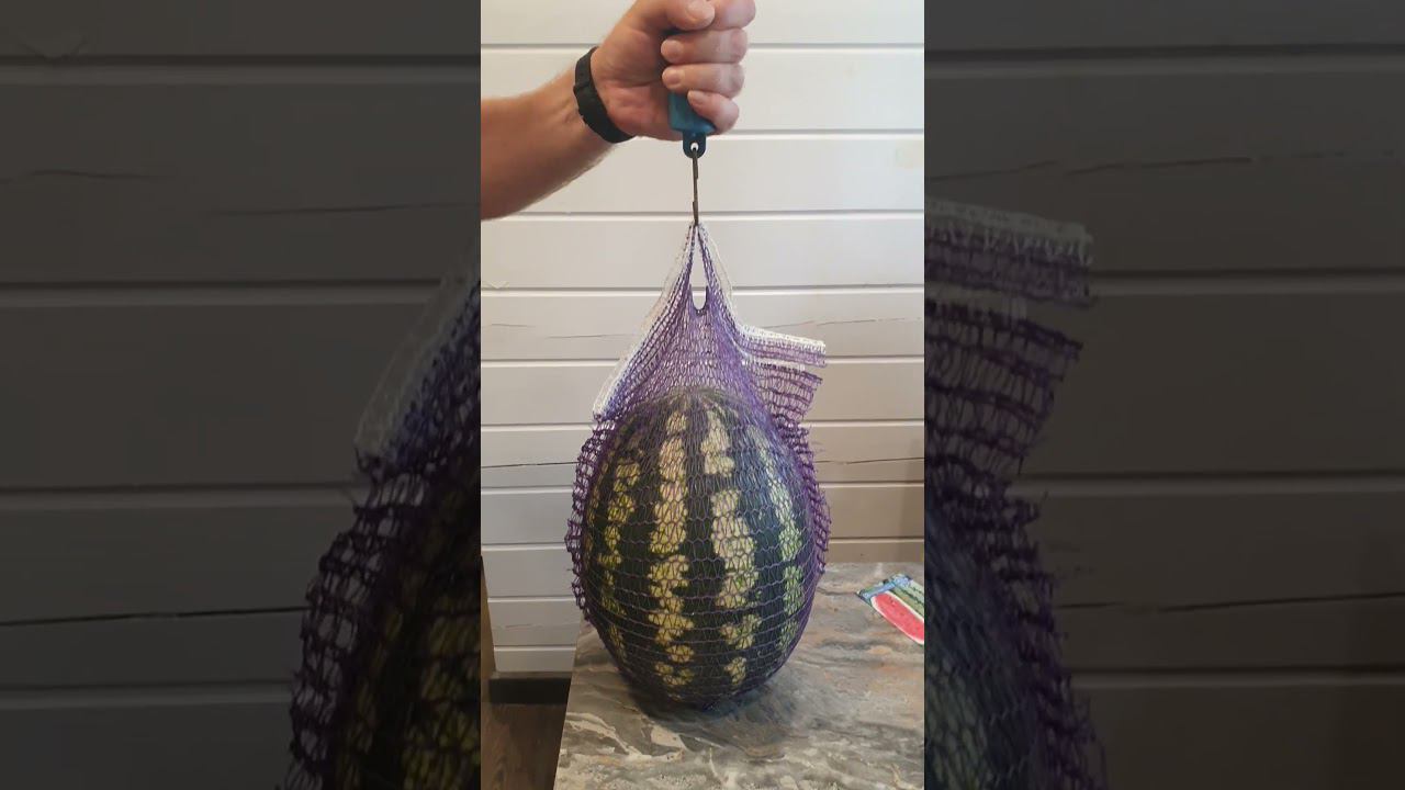 Арбуз Волжанин в ОГ. смотреть онлайн