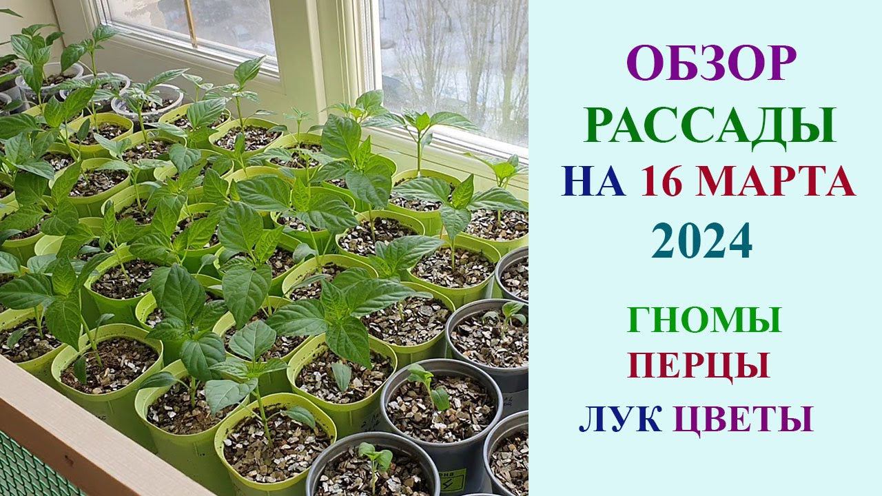 ОБЗОР РАССАДЫ НА 16 МАРТА 2024. ГНОМЫ, ПЕРЦЫ, ЛУК, ЦВЕТОЧНЫЕ КУЛЬТУРЫ. смотреть онлайн