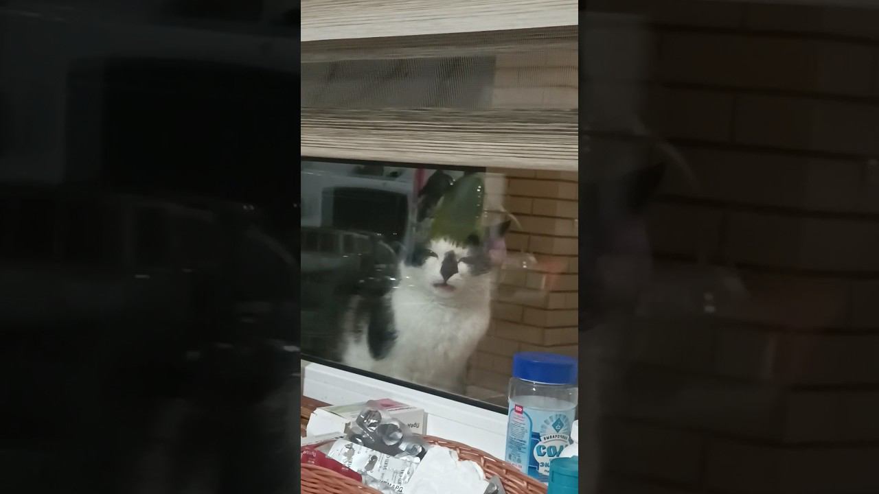 МАРУСЮ ПОВЕЛО #кошка #приколыскошками #приколы #котыприколы #кошкивидео #приколыскотами смотреть онлайн