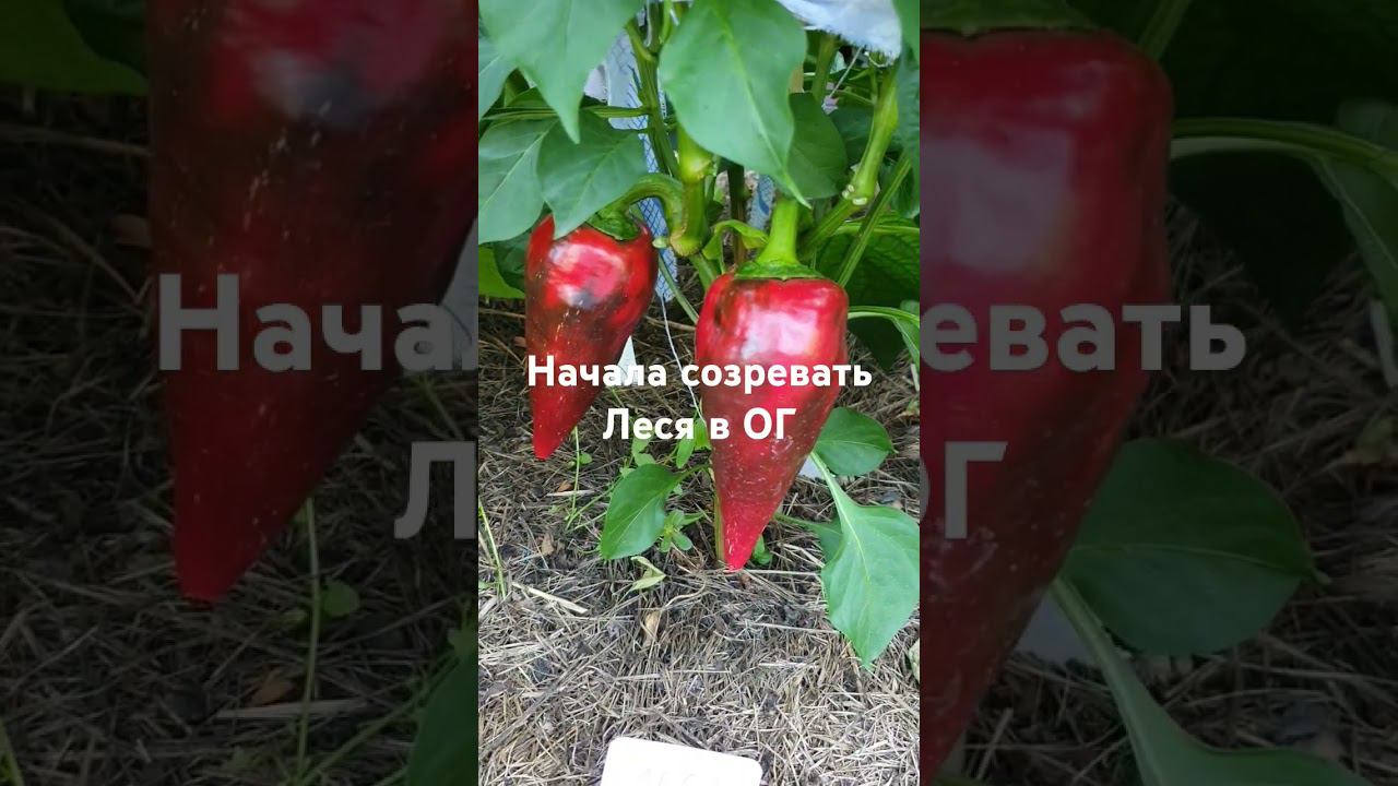 Начала созревать Леся в открытом грунте смотреть онлайн