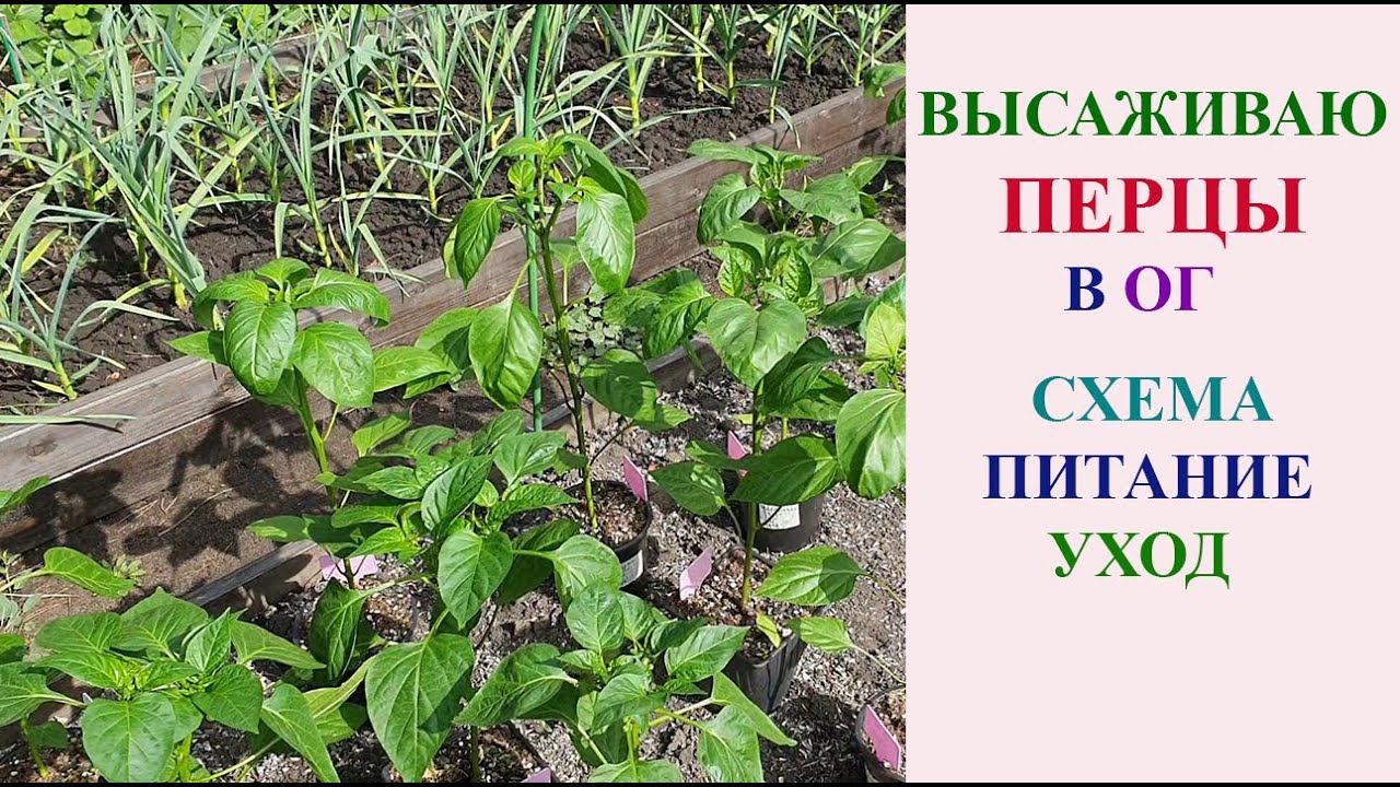 ВЫСАЖИВАЮ ПЕРЦЫ В ОТКРЫТЫЙ ГРУНТ. СХЕМА, ПИТАНИЕ, УХОД. смотреть онлайн