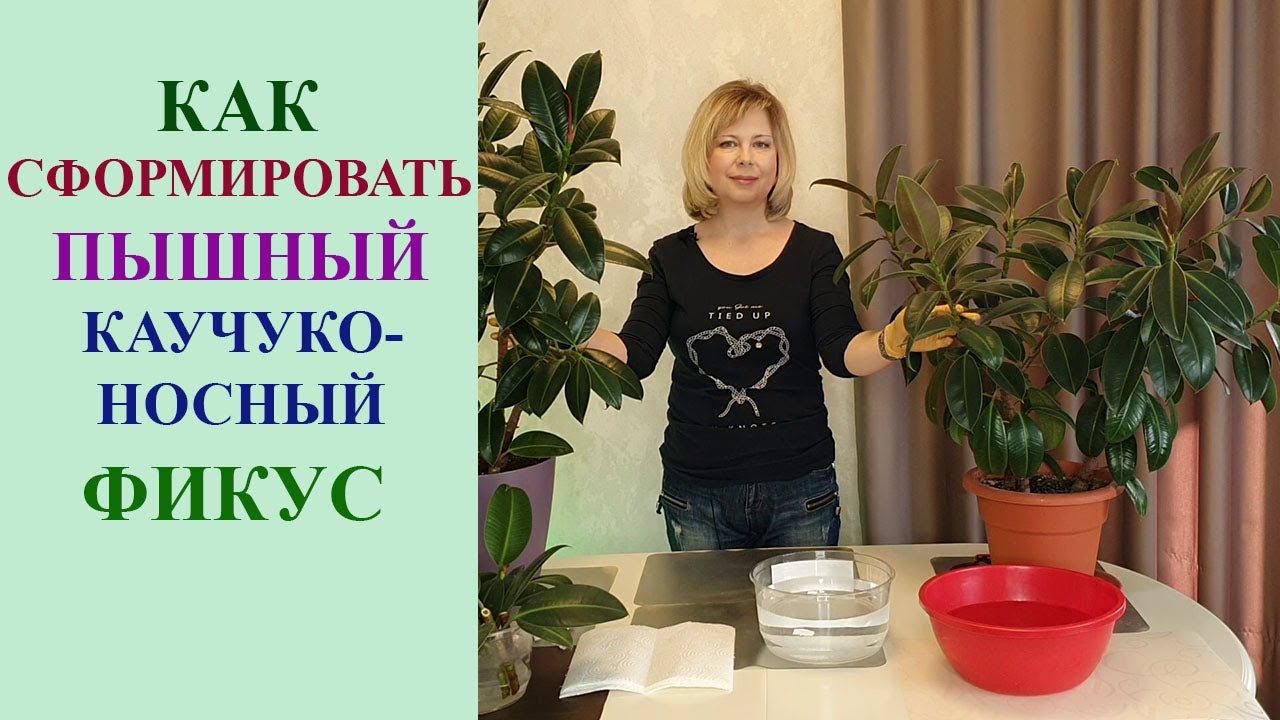 ФОРМИРУЕМ ПЫШНЫЙ КУСТ КАУЧУКОНОСНОГО ФИКУСА. смотреть онлайн
