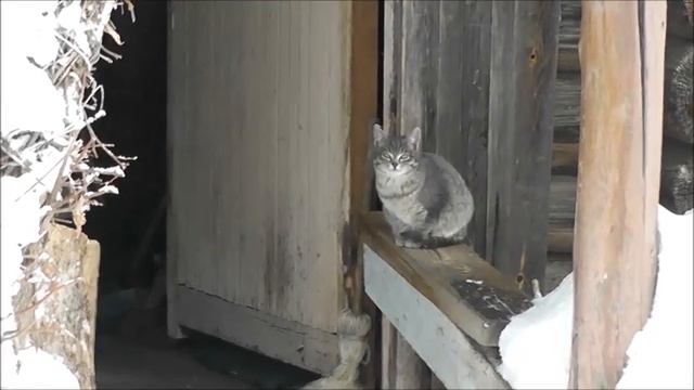 💫Жизнь диковатых котят! Часть-40.💥😼😺😸🥣🌳🏡🌲⛄🗿❄✨ смотреть онлайн