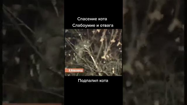 как нельзя спасать кота😅